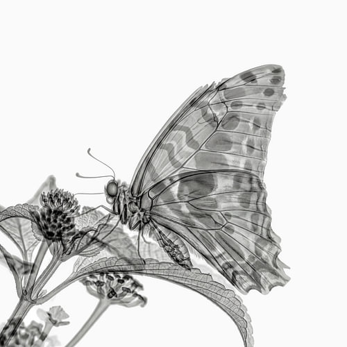 Butterfly X-ray