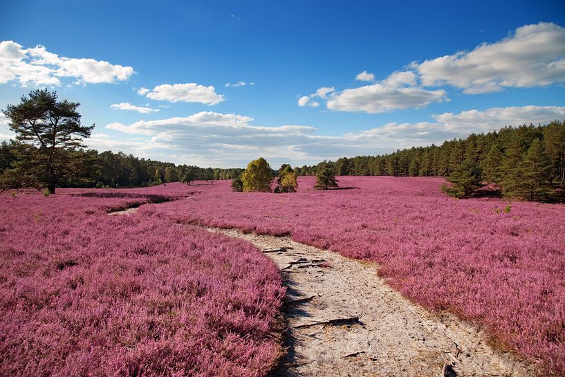 Heather by Bo Valentino