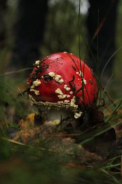 Herbst in den Niederlanden