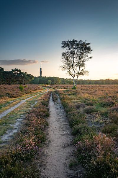 Westerheide van Tashina van Zwam