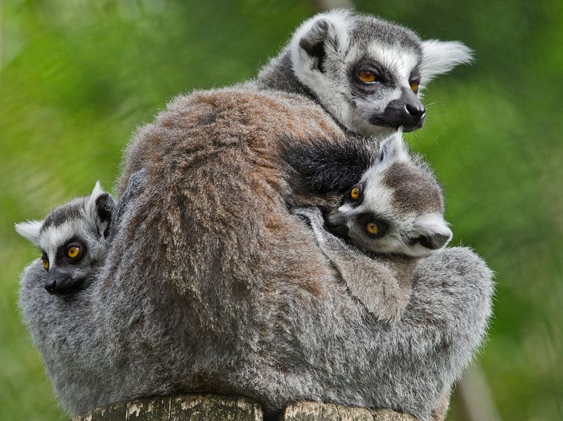 Lief trio. by Karin Tebes