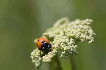 een lieveheersbeestje (Coccinella septempunctata) op een bloem