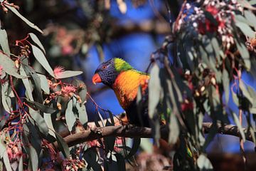 Regenbooglori, in de natuurlijke habitat, Queensland, Australië van Frank Fichtmüller