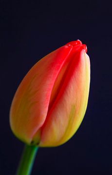 Tulip van Thomas Jäger