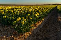 Akker vol gele tulpen