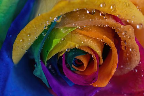 Rose arc-en-ciel