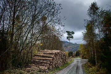 Rustiek Boslandschap Foto - Natuur Landschap in Herfstkleuren | Kunstwerk voor Woonkamer of Kantoor van Elianne van Turennout