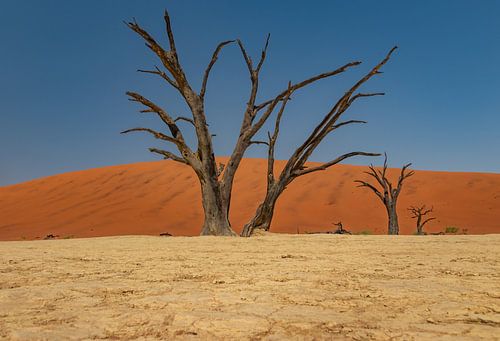 Deadvlei - Namibië