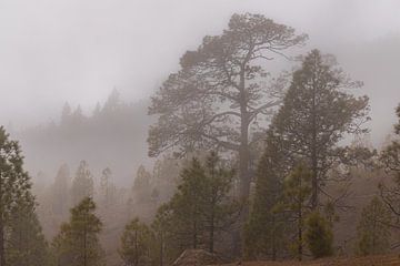 Tree in fog by Alexander Wolff