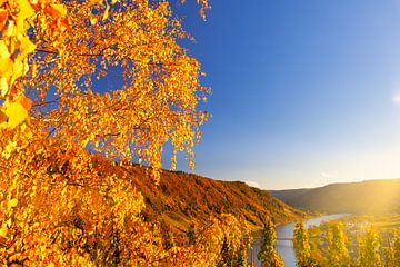 Herfst landschap aan de Moezel in Duitsland