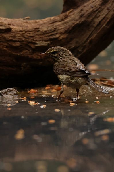 Colours of the water by Daniëlle Eibrink Jansen