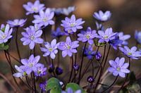 Spring herald Liverwort
