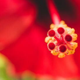 Rote Blume in Nahaufnahme von Susan Schuurmans Fotografie
