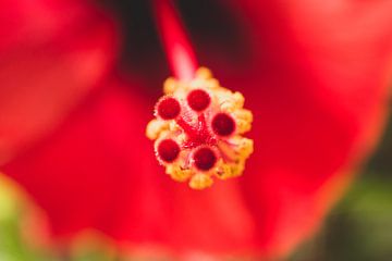 Rode bloem in close-up van Susan Schuurmans Fotografie