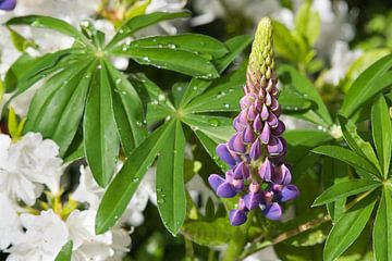 Lupinus bloem wat ben je mooi tussen het groen