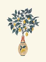 Limoncello Tree