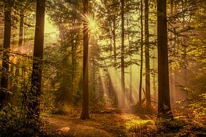 Breda Liesbos im Nebel