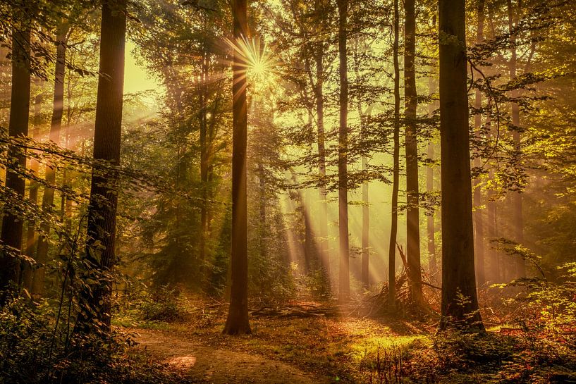 Breda Liesbos dans le brouillard par Egon Zitter