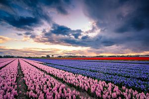 Holländische Landschaft mit Blumen von Martijn Kort