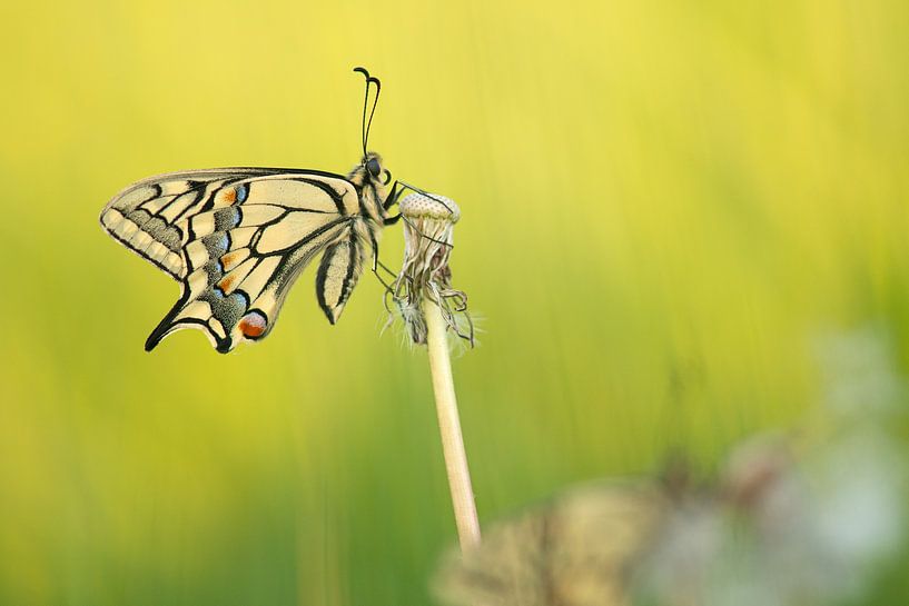 Schwalbenschwanz von Elles Rijsdijk