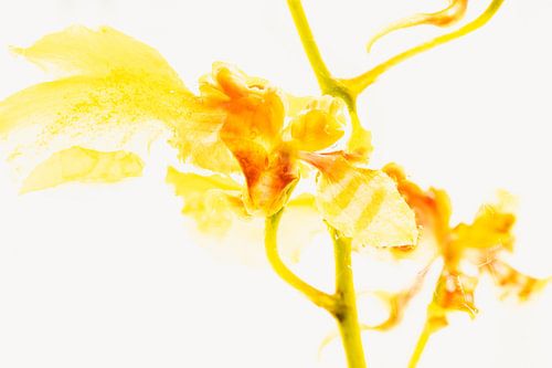Oncidium dans la glace 3