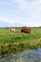 Dutch landscape with cows