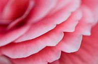 Roze rozen blaadjes van fotomeisjeuitbrabant thumbnail