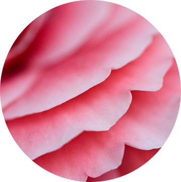 Roze rozen blaadjes van Simone Haneveer