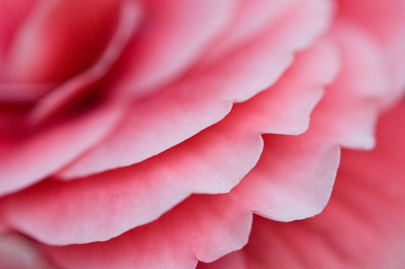 Roze rozen blaadjes van fotomeisjeuitbrabant