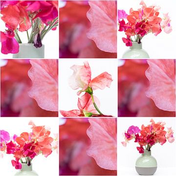 Lathyrus - collage 3