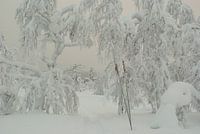 Stokken in de sneeuw
