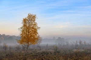 Colorful yellow Birch tree during sunrise over the moors