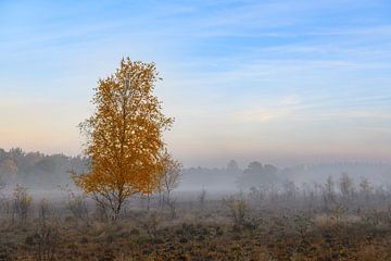 Kleurrijke gele berk tijdens zonsopgang over de heide