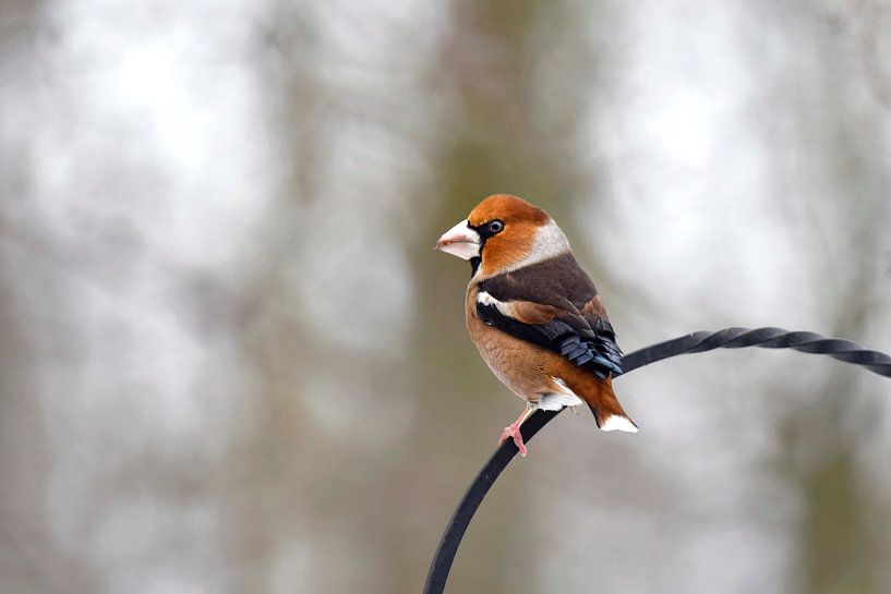 Appelvink van Jeannette Penris