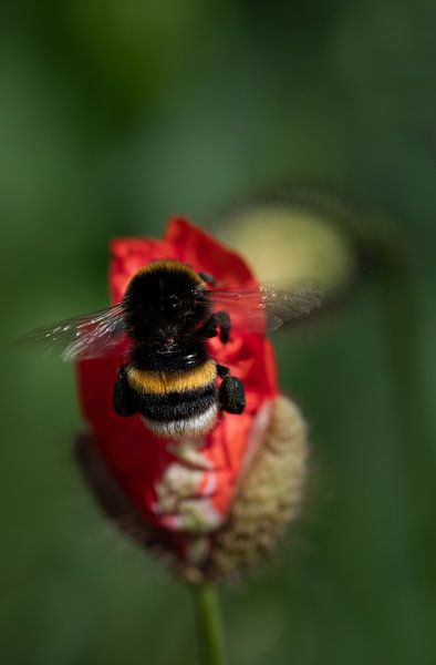 Bumblebee flies to the poppy bud by Ulrike Leone