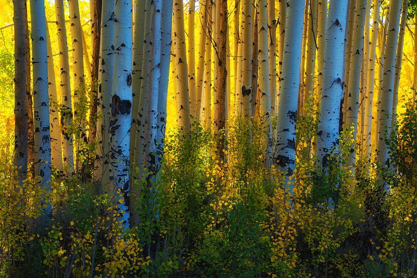 Colorful aspens of Utah by Martin Podt