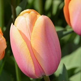 Keukenhof, dutch tulips, hollandische tulips, tulp, mooie tulp van Anita van der Wiel