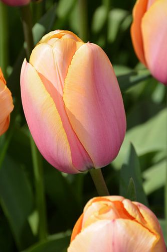 Keukenhof, dutch tulips, hollandic tulips, tulip, beautiful tulip
