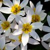 Weiße Blüten mit gelber Mitte von Martijn Tilroe