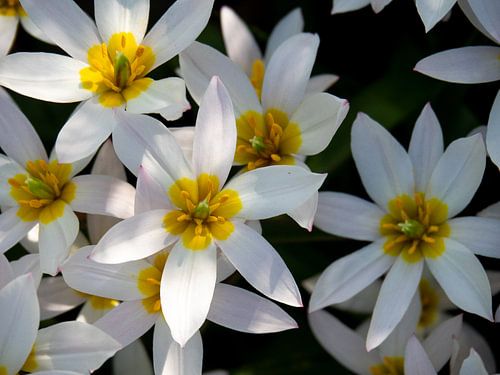White flowers with yellow centres