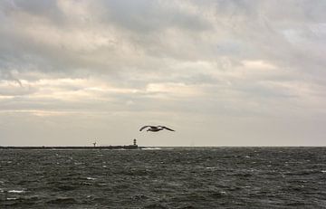 Eenzame meeuw boven de Noordzee bij IJmuiden. van Zaankanteropavontuur