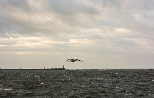Mouette solitaire au-dessus de la mer du Nord près d'IJmuiden.