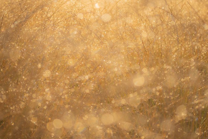 Bathed in sunlight by Jeroen Segers