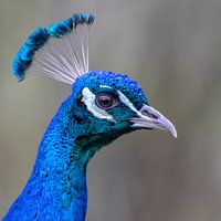 Pfau