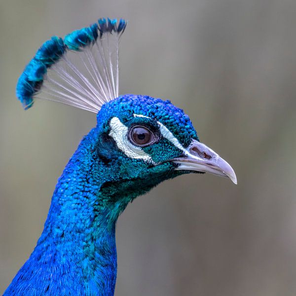 Peacock by Cor de Bruijn Photography