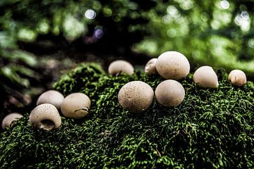 Veel kleine ronde champignons