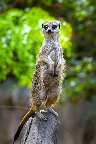 Meerkat poses for the camera by Chihong