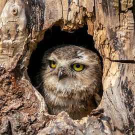 Burrowing owl looks out of a hollow tree trunk. by Albert Beukhof
