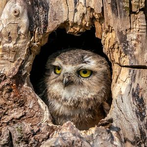 Kaninchenkauz schaut aus einem hohlen Baumstamm heraus.