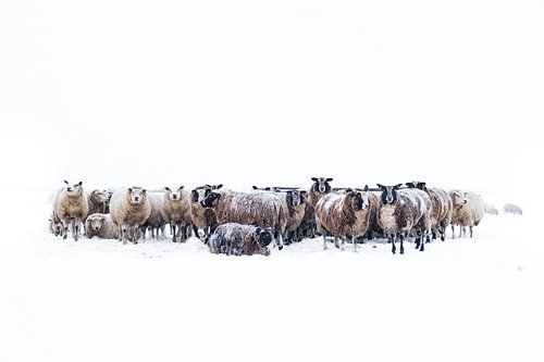 Schapen in een besneeuwd weiland in een winters landschap